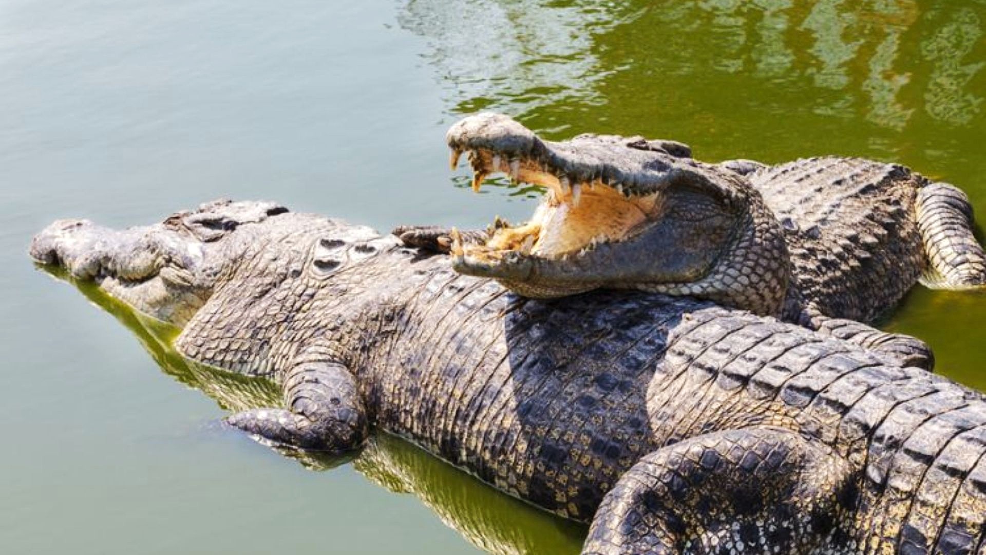 crocodile park near dandeli ideals