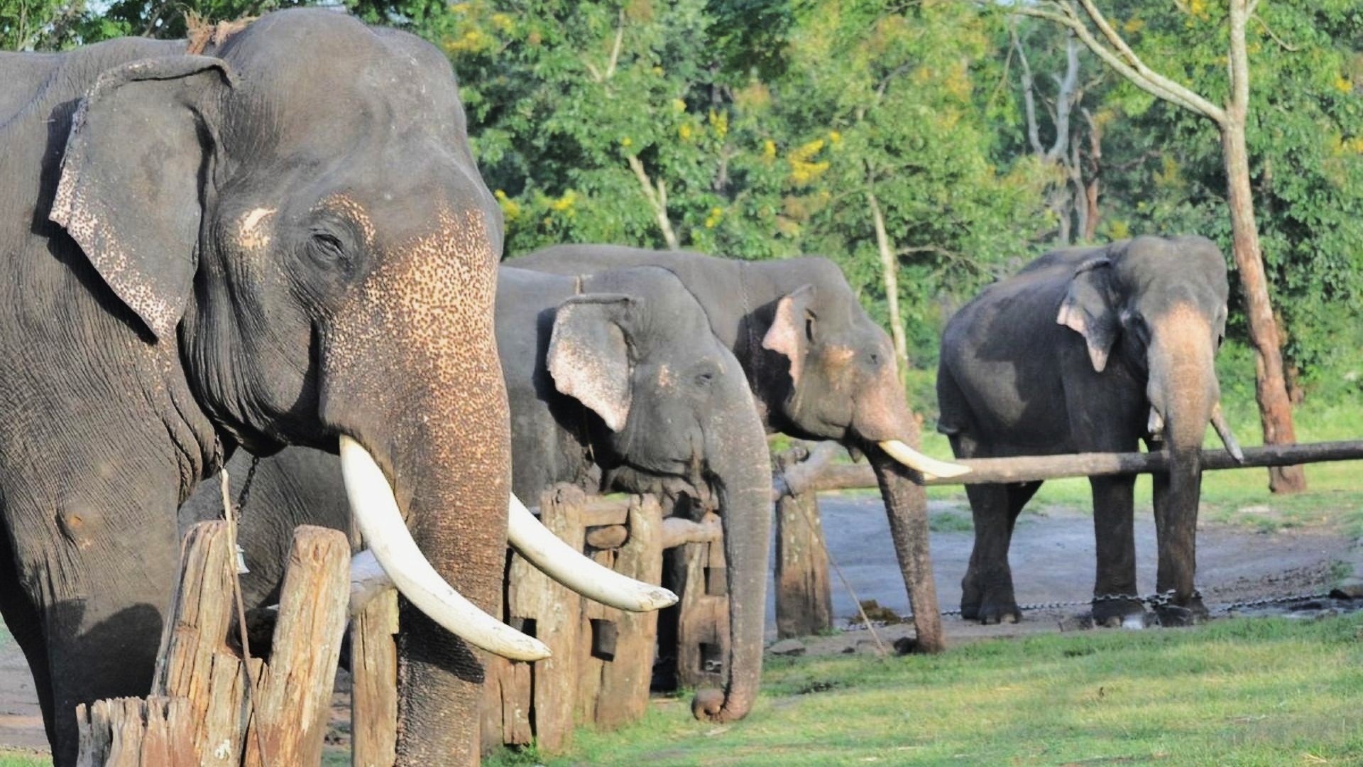 phansoli elephant camp near dandeli ideals